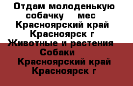 Отдам молоденькую собачку 10 мес - Красноярский край, Красноярск г. Животные и растения » Собаки   . Красноярский край,Красноярск г.